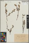 Foto von Salix lapponum L. x Salix repens L.